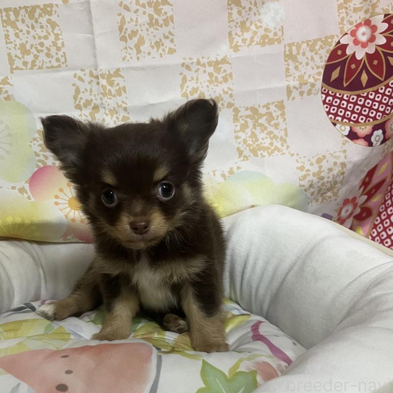 販売中の大阪府のチワワ(ロングコート)-455835の3枚目