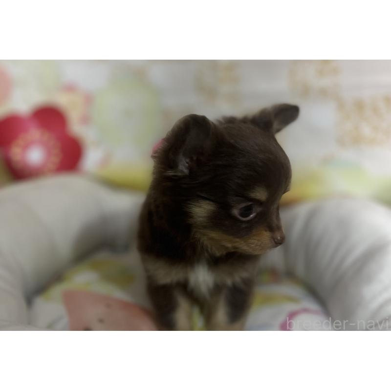 販売中の大阪府のチワワ(ロングコート)-455835の2枚目