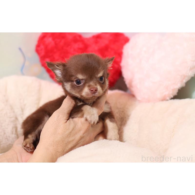 販売中の大阪府のチワワ(ロングコート)-455836の4枚目