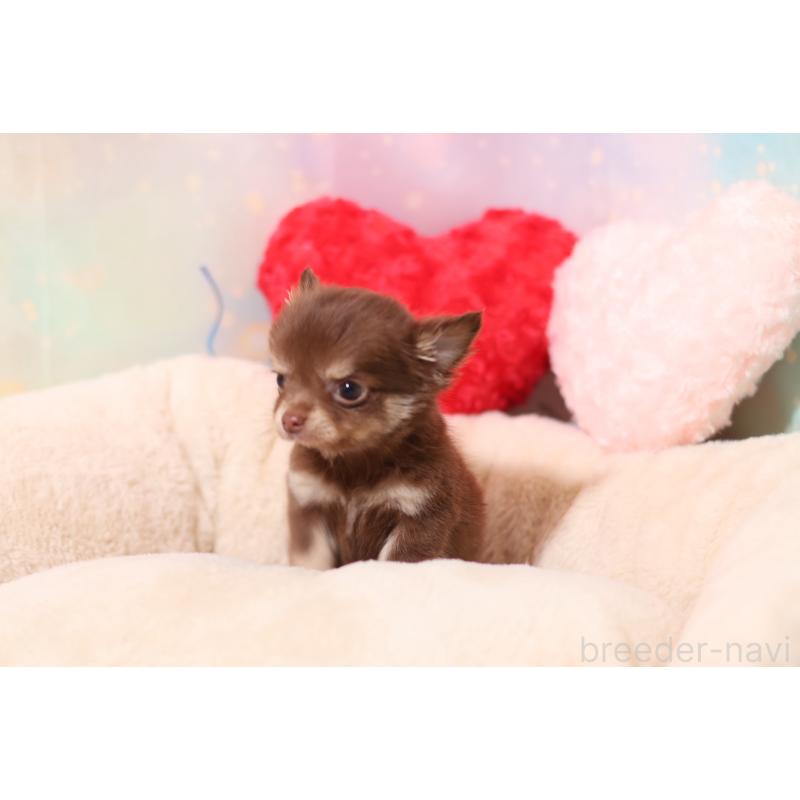 販売中の大阪府のチワワ(ロングコート)-455836の3枚目