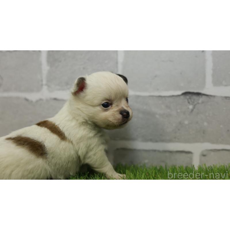 販売中の三重県のチワワ(ロングコート)-455837の7枚目