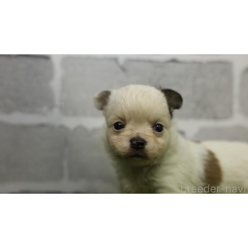 販売中の三重県のチワワ(ロングコート)-455837の6枚目