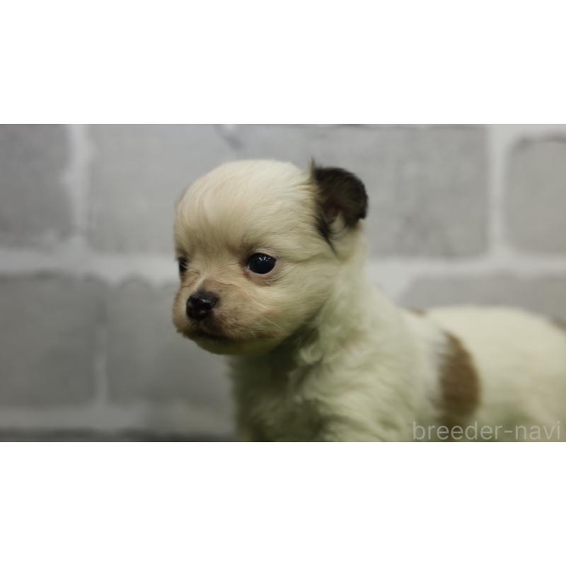 販売中の三重県のチワワ(ロングコート)-455837の5枚目