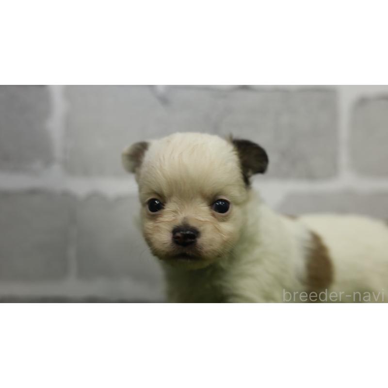 販売中の三重県のチワワ(ロングコート)-455837の4枚目