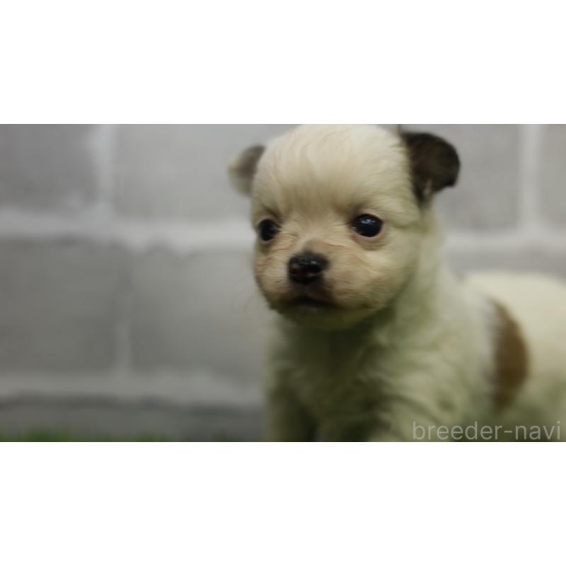 販売中の三重県のチワワ(ロングコート)-455837の3枚目