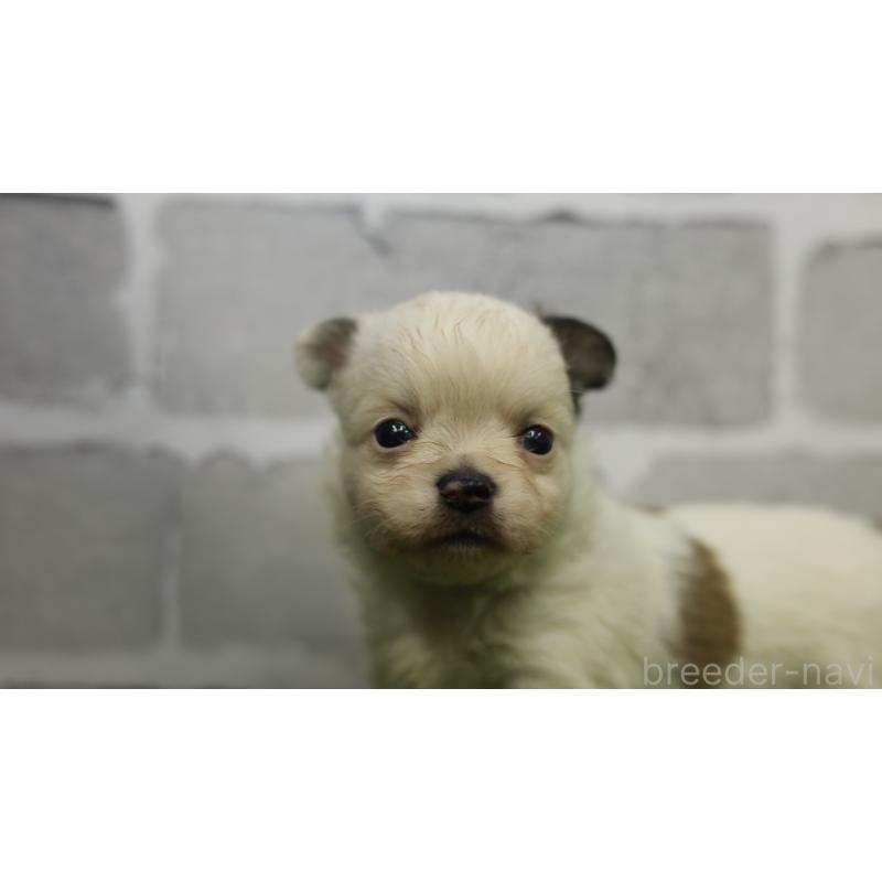 販売中の三重県のチワワ(ロングコート)-455837の2枚目