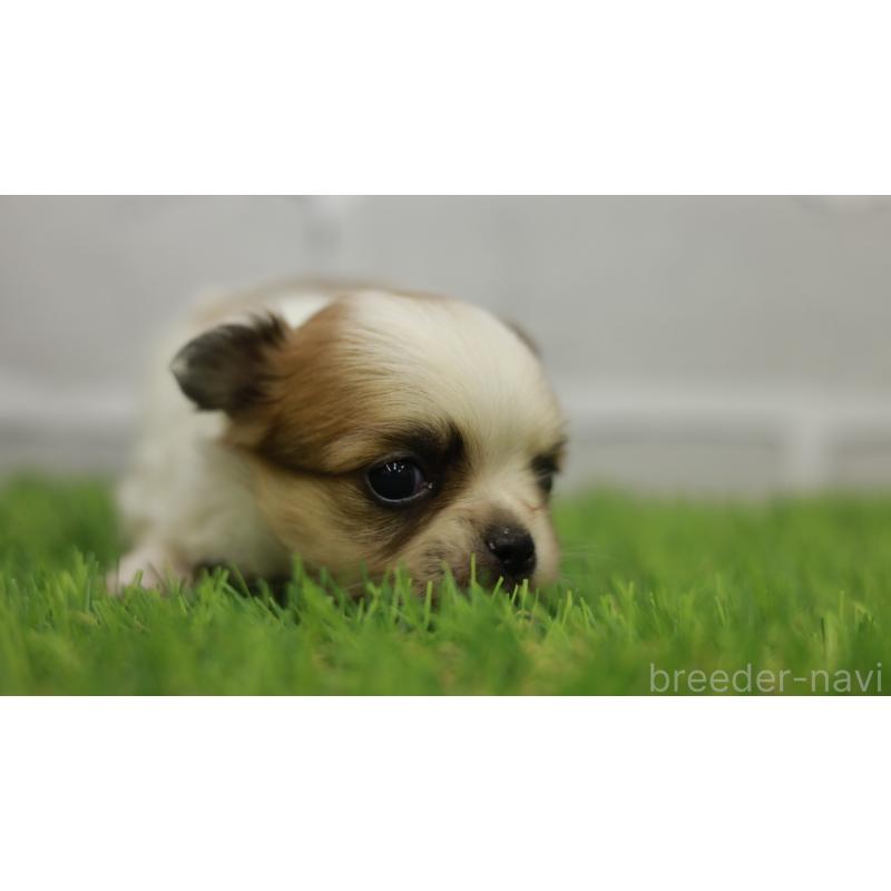 販売中の三重県のチワワ(ロングコート)-455838の7枚目