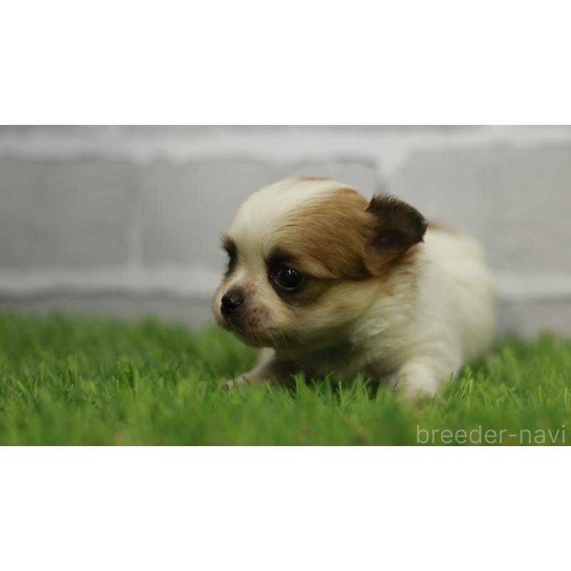 販売中の三重県のチワワ(ロングコート)-455838の6枚目