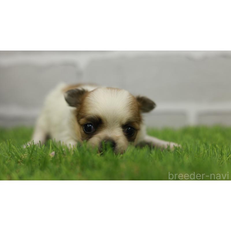 販売中の三重県のチワワ(ロングコート)-455838の5枚目