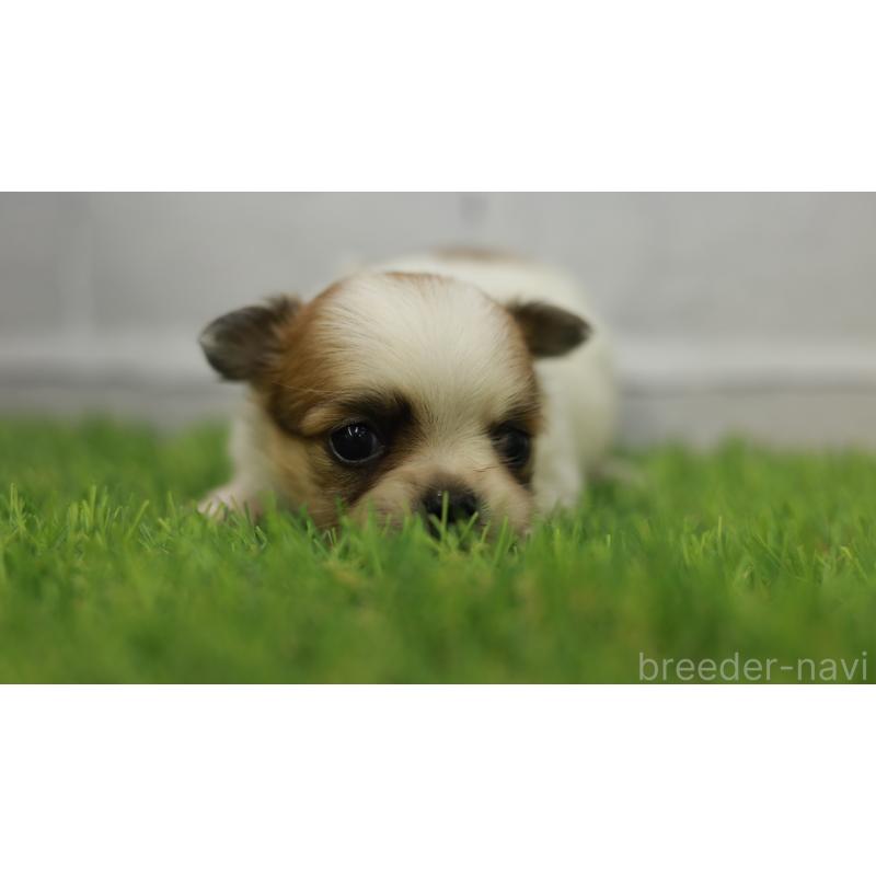 販売中の三重県のチワワ(ロングコート)-455838の4枚目