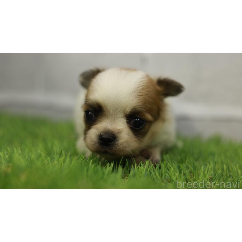 販売中の三重県のチワワ(ロングコート)-455838の3枚目