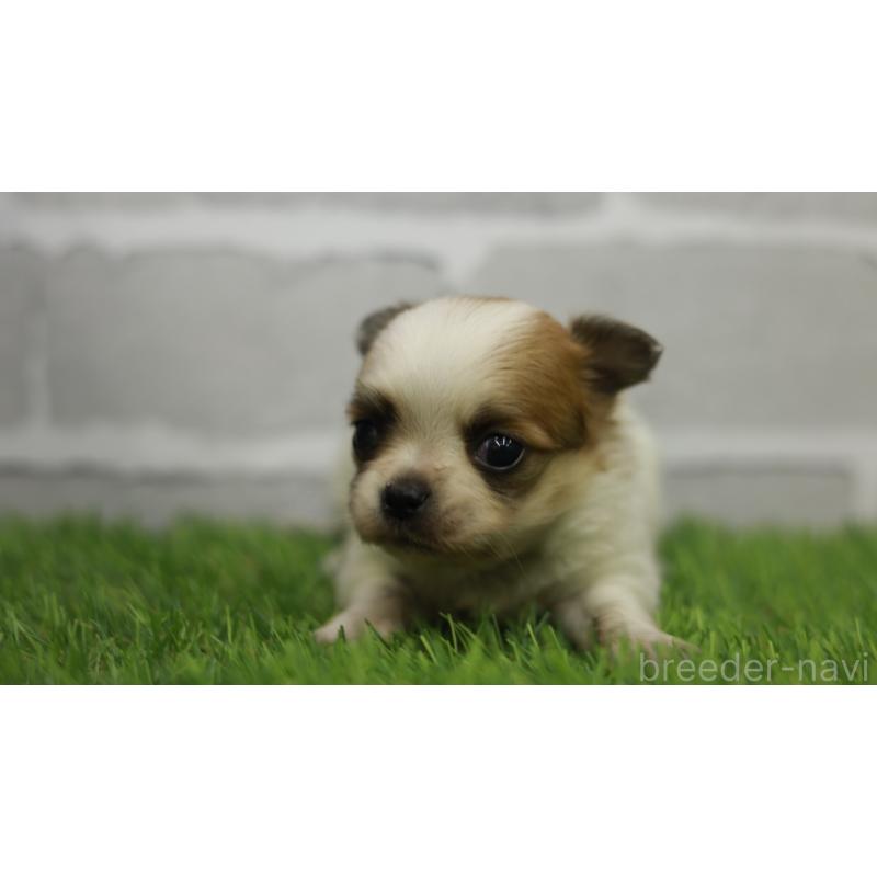 販売中の三重県のチワワ(ロングコート)-455838の2枚目