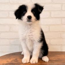 オンライン見学