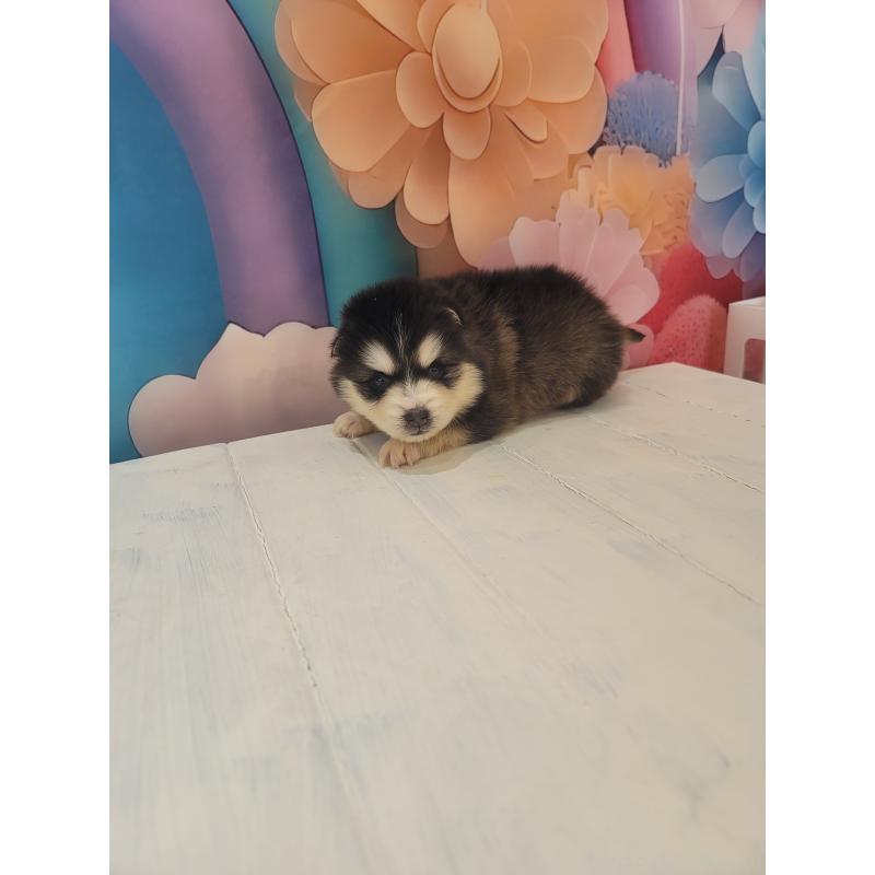 販売中の大阪府のミックス犬-454771の6枚目