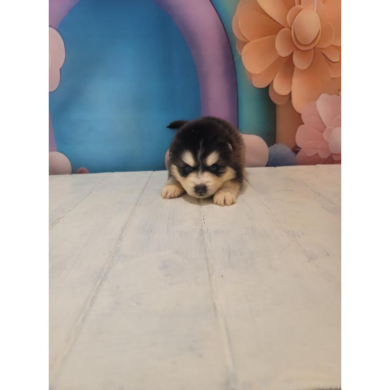 販売中の大阪府のミックス犬-454771の5枚目