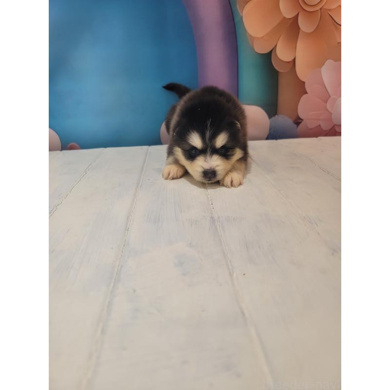 販売中の大阪府のミックス犬-454771の4枚目