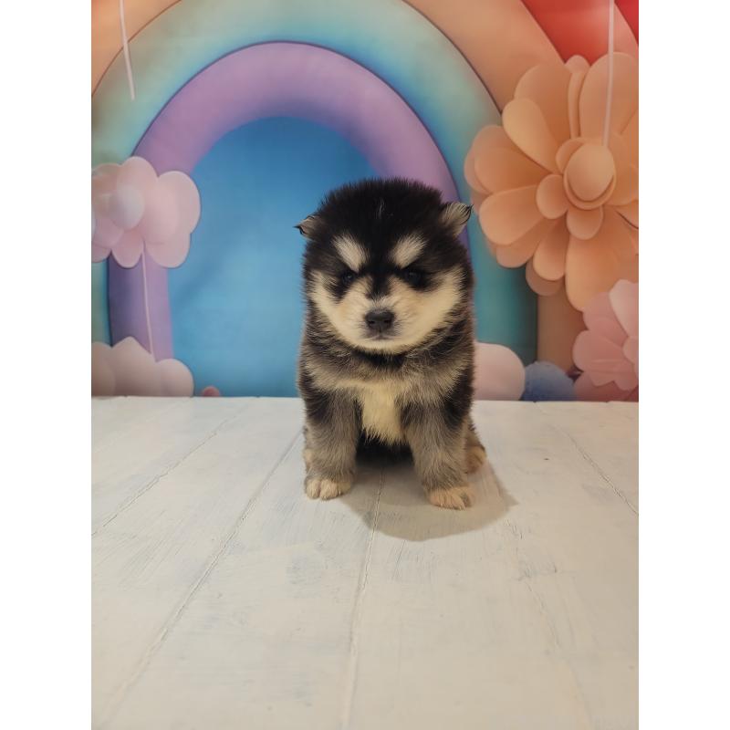 販売中の大阪府のミックス犬-454771の3枚目