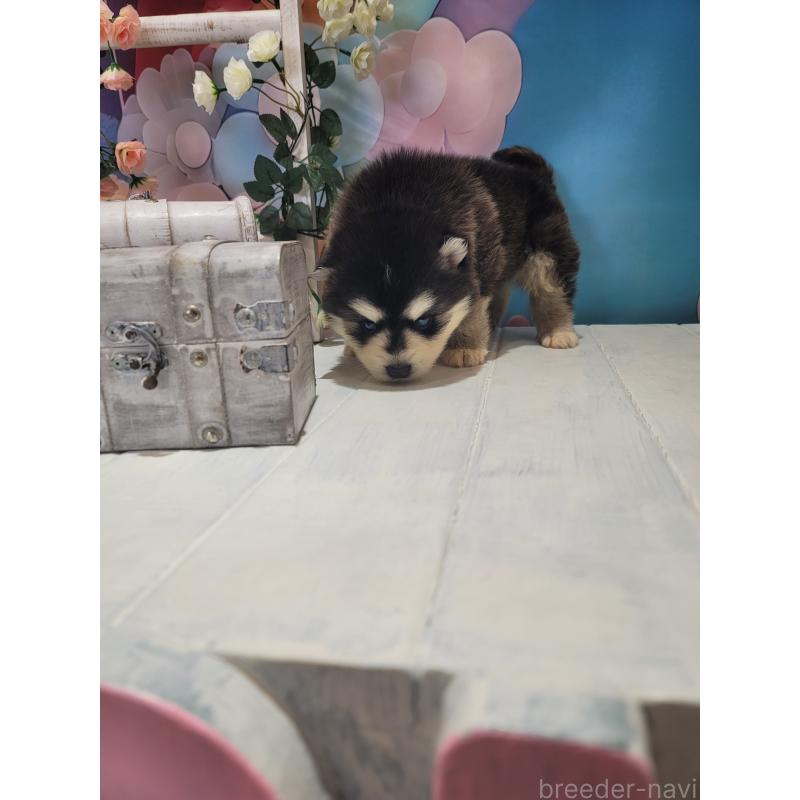 販売中の大阪府のミックス犬-454771の2枚目