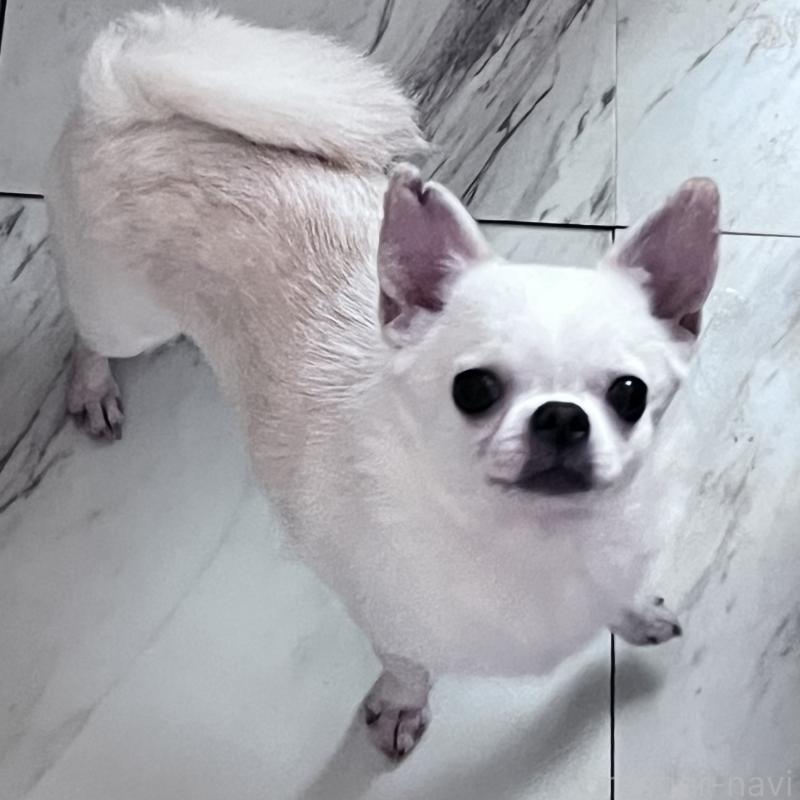 販売中の山口県のチワワ(スムースコート)-455684