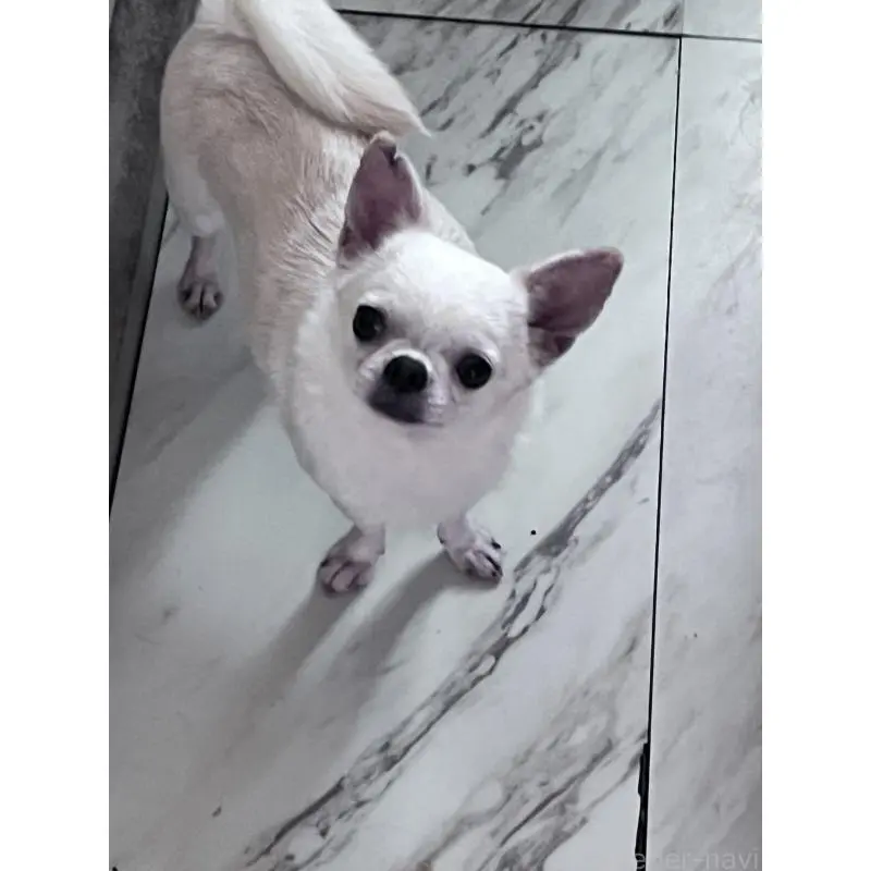 販売中の山口県のチワワ(スムースコート)-455684の4枚目