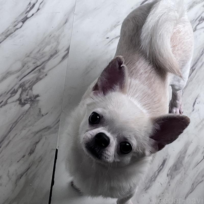 販売中の山口県のチワワ(スムースコート)-455684の3枚目