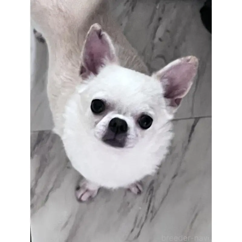 販売中の山口県のチワワ(スムースコート)-455684の2枚目