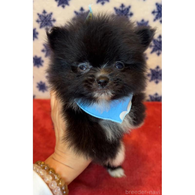 販売中の茨城県のポメラニアン-455685の5枚目