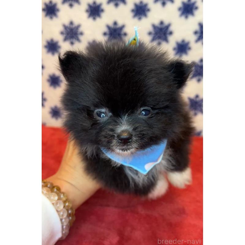 販売中の茨城県のポメラニアン-455685の4枚目