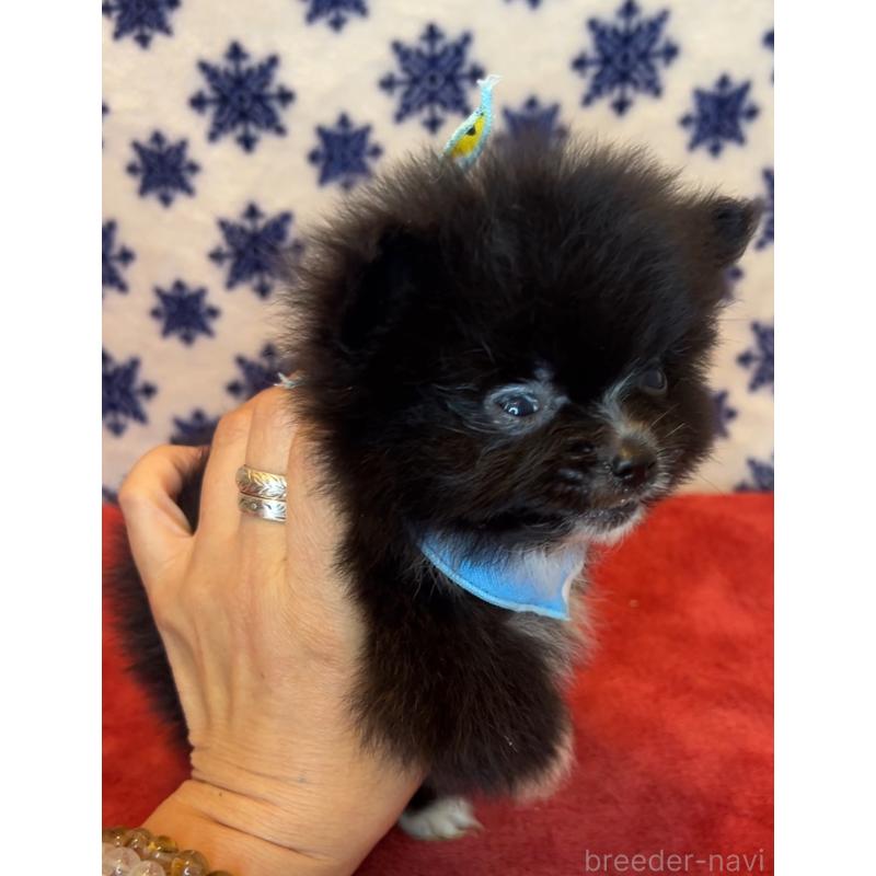 販売中の茨城県のポメラニアン-455685の3枚目