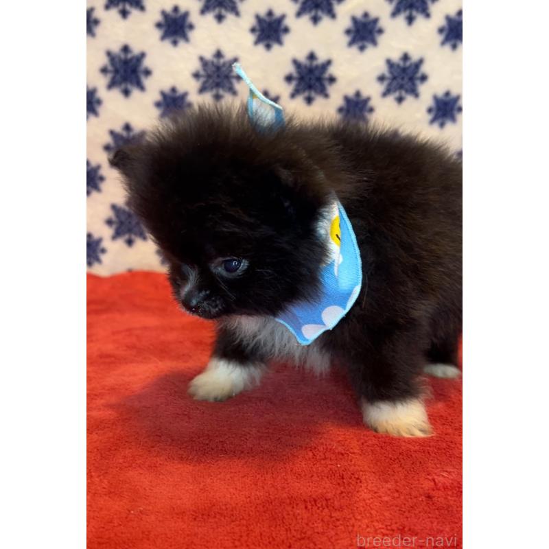 販売中の茨城県のポメラニアン-455685の2枚目