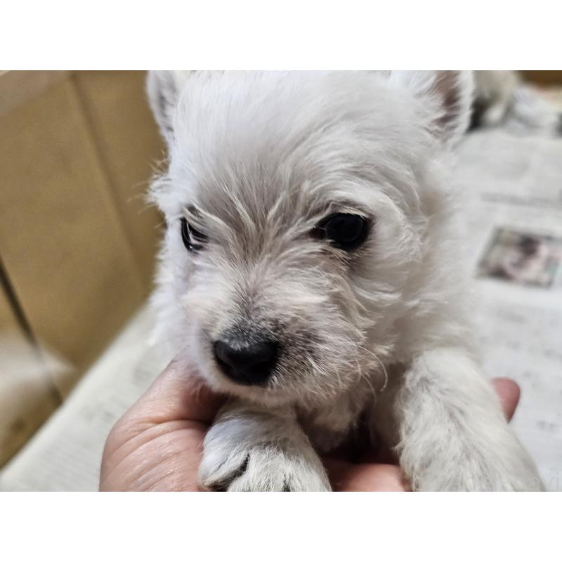 販売中の愛知県のウエストハイランドホワイトテリア(ウエスティ)-455689の6枚目