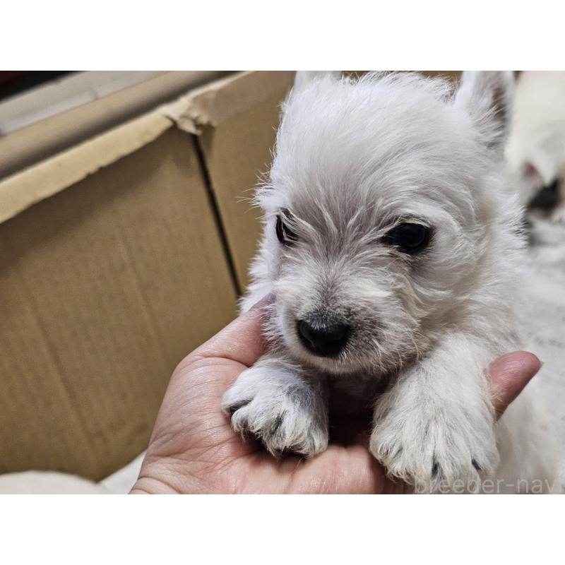 販売中の愛知県のウエストハイランドホワイトテリア(ウエスティ)-455689の5枚目