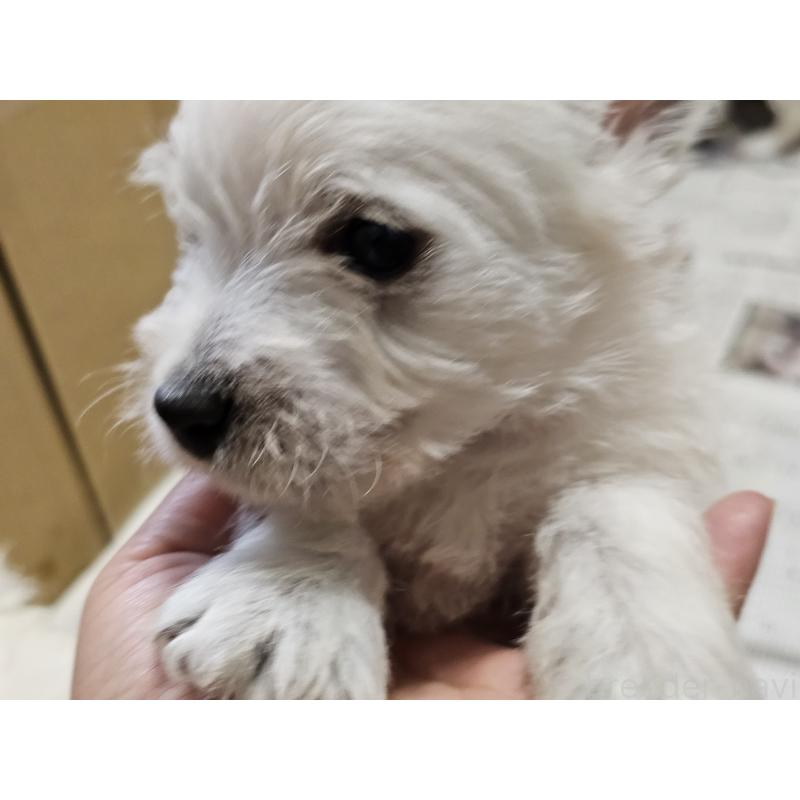 販売中の愛知県のウエストハイランドホワイトテリア(ウエスティ)-455689の4枚目
