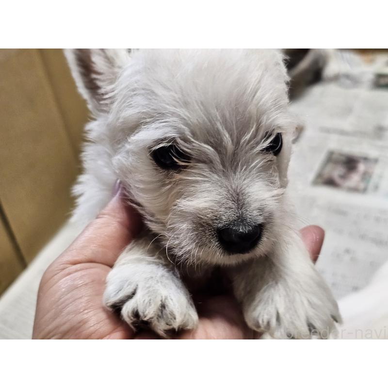 販売中の愛知県のウエストハイランドホワイトテリア(ウエスティ)-455689の3枚目