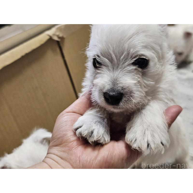 販売中の愛知県のウエストハイランドホワイトテリア(ウエスティ)-455689の2枚目