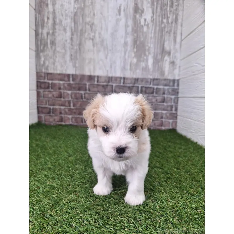 販売中の三重県のミックス犬-455690の4枚目