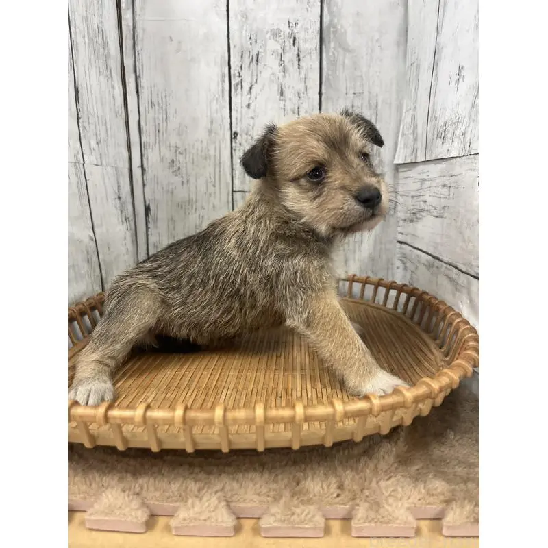 販売中の山梨県のミックス犬-455691の4枚目