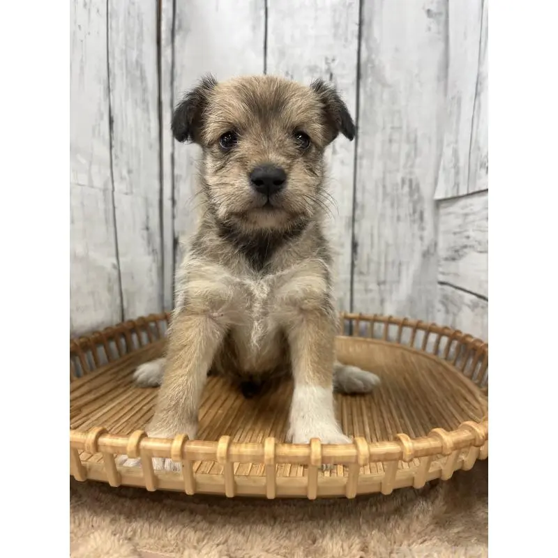 販売中の山梨県のミックス犬-455691の3枚目