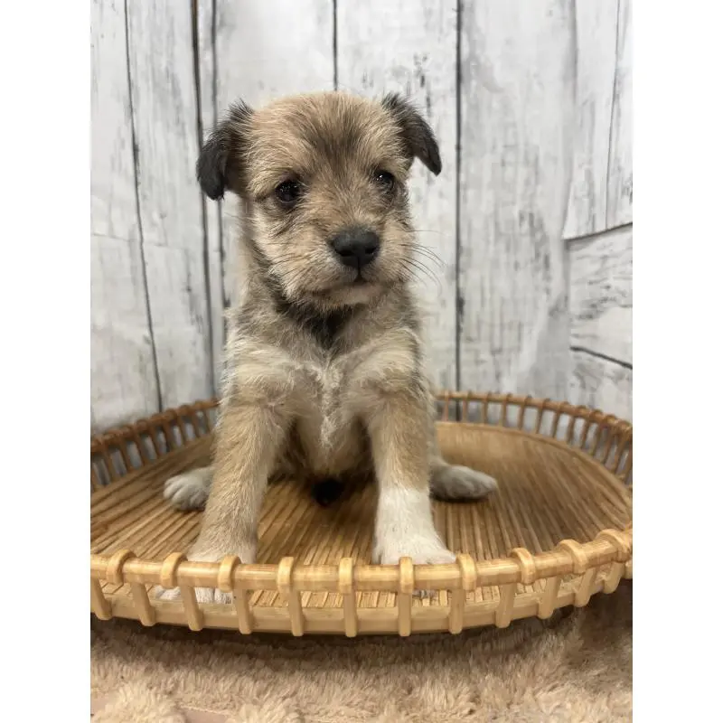 販売中の山梨県のミックス犬-455691の2枚目