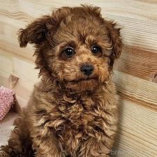 ♀︎トイプードル