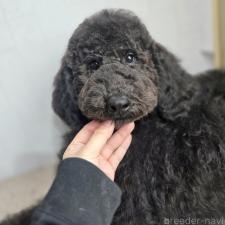 ♀︎スタンダードプードル