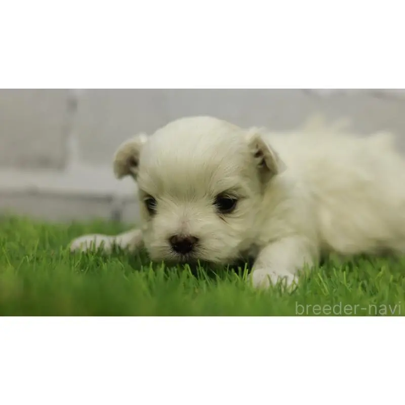 販売中の三重県のマルチーズ-455839の8枚目