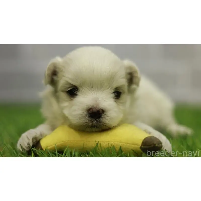 販売中の三重県のマルチーズ-455839の7枚目