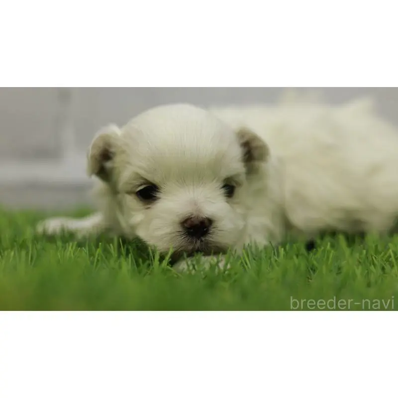 販売中の三重県のマルチーズ-455839の6枚目