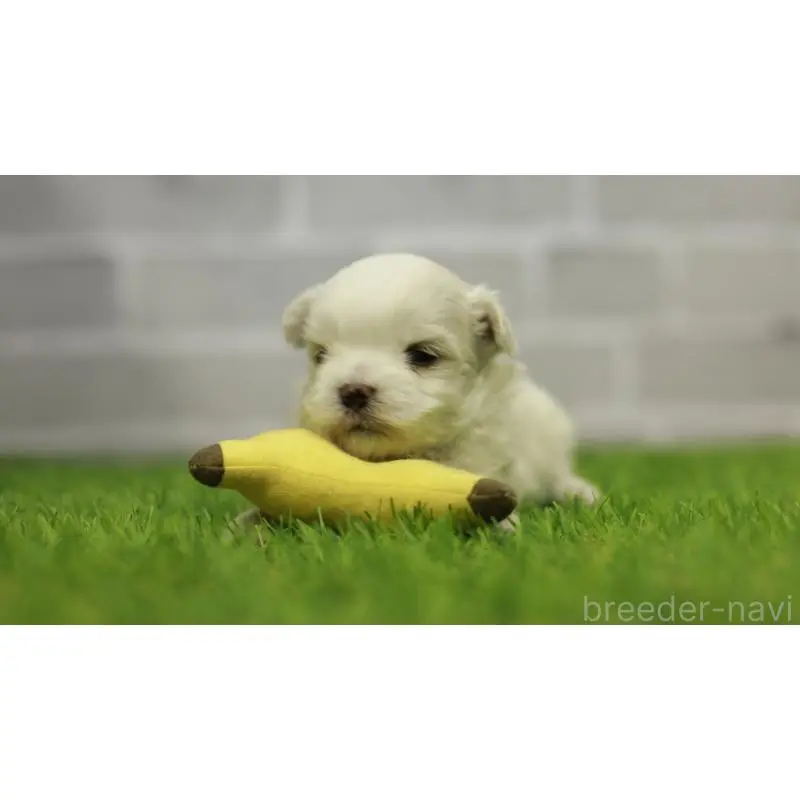 販売中の三重県のマルチーズ-455839の5枚目