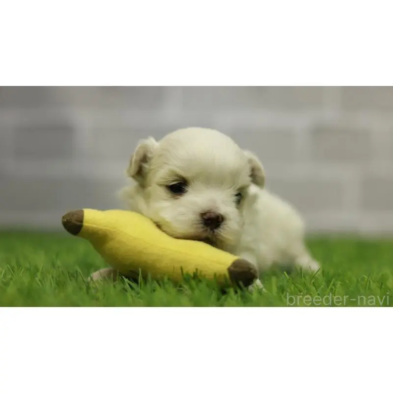 販売中の三重県のマルチーズ-455839の4枚目