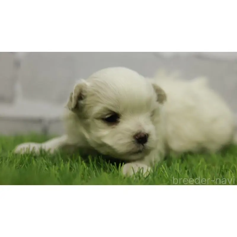 販売中の三重県のマルチーズ-455839の3枚目