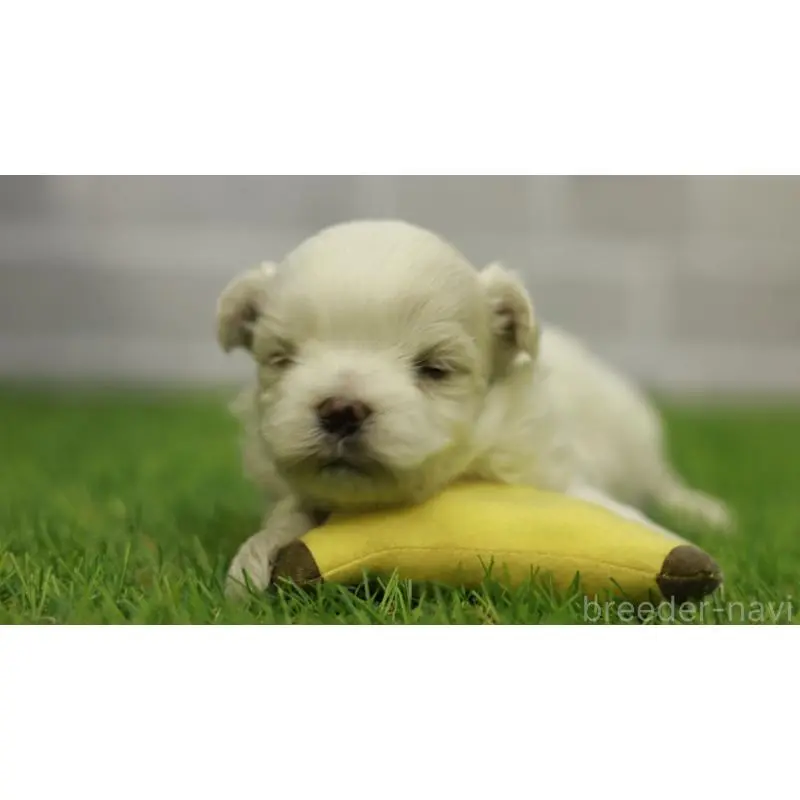 販売中の三重県のマルチーズ-455839の2枚目