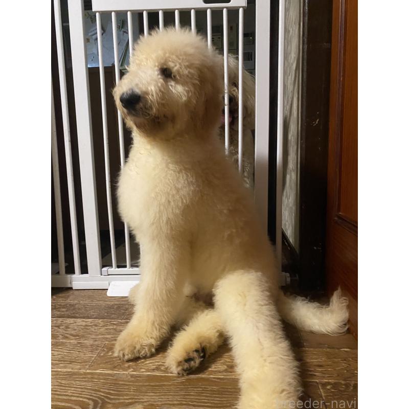 販売中の大阪府のゴールデンドゥードル:ゴールデンレトリーバー×プードル-436247