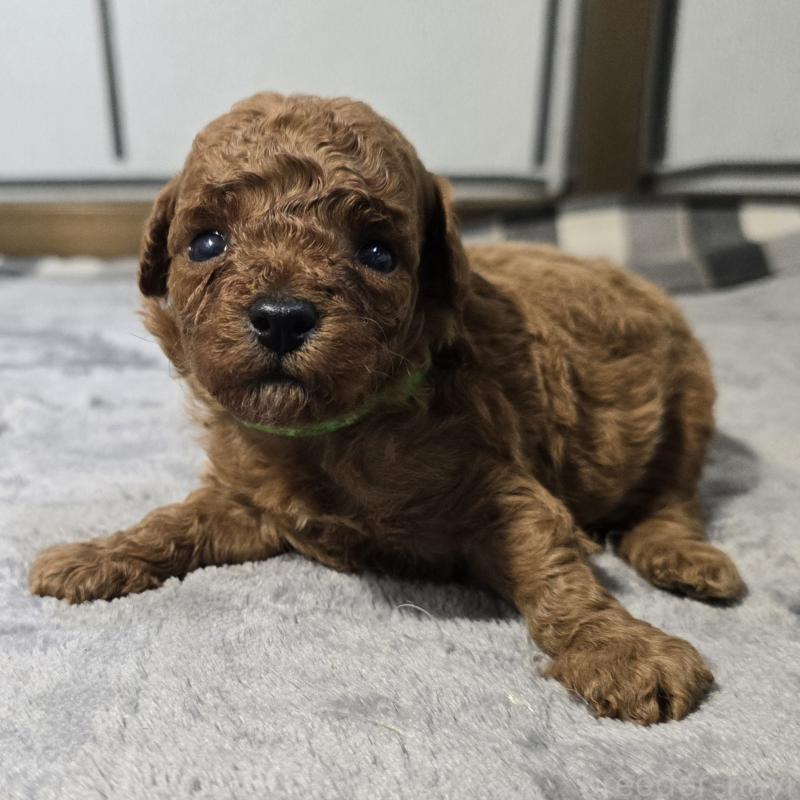 販売中の岡山県のトイプードル-454431